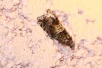 Epiblema hepaticana
