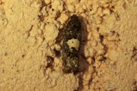 Epiblema gr. sticticana