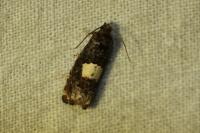 Epiblema gr. sticticana