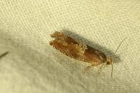 Epinotia tenerana