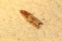Eucosma gr. cana