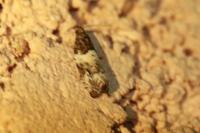 Gypsonoma dealbana