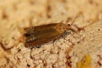 Lathronympha strigana