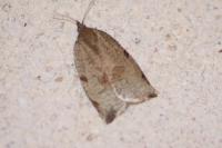 Lozotaenia forsterana