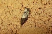 Notocelia roborana