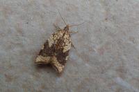 Acleris rhombana