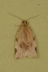 Paramesia gnomana