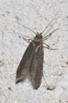 Oxypteryx unicolorella