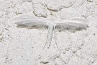 Pterophorus pentadactylus