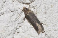 Aroga velocella