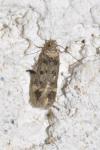 Bryotropha