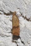 Celypha striana