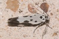Ethmia quadrillella