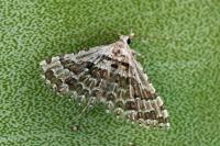 Alucita grammodactyla