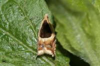 Ancylis badiana