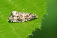 Celypha lacunana