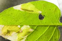 Acrolepia autumnitella