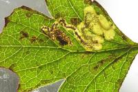 Ectoedemia atricollis