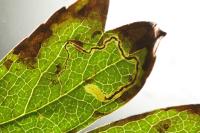Stigmella hybnerella