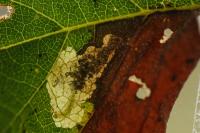 Ectoedemia minimella