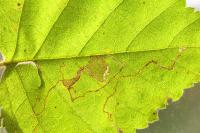 Stigmella betulicola