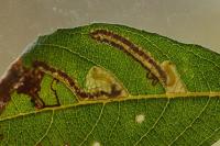 Stigmella salicis