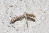 Emmelina monodactyla