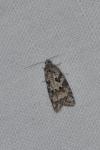 Cnephasia