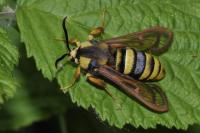 Sesia apiformis