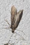 Oxypteryx unicolorella