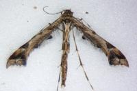 Amblyptilia acanthadactyla