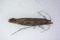 Plutella xylostella