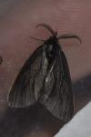 Canephora hirsuta