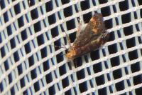 Apodia bifractella