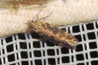 Scrobipalpa ocellatella