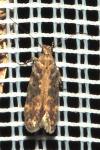 Scrobipalpa ocellatella