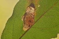 Leucoptera malifoliella