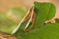 Phyllonorycter maestingella