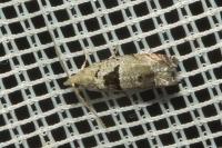Epinotia ramella