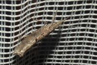 Ypsolopha horridella