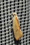 Ypsolopha lucella