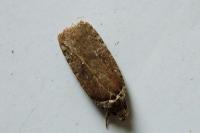 Agonopterix cnicella