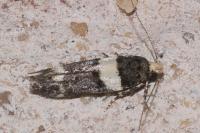 Recurvaria leucatella
