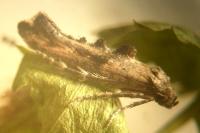 Epermenia chaerophyllella
