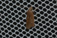 Helcystogramma triannulella