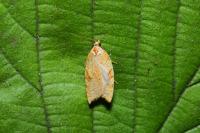 Acleris rhombana