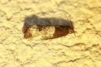 Notocelia roborana