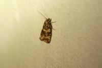Olethreutes micana
