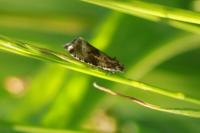 Celypha lacunana