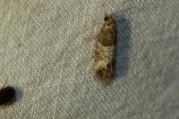 Spilonota ocellana